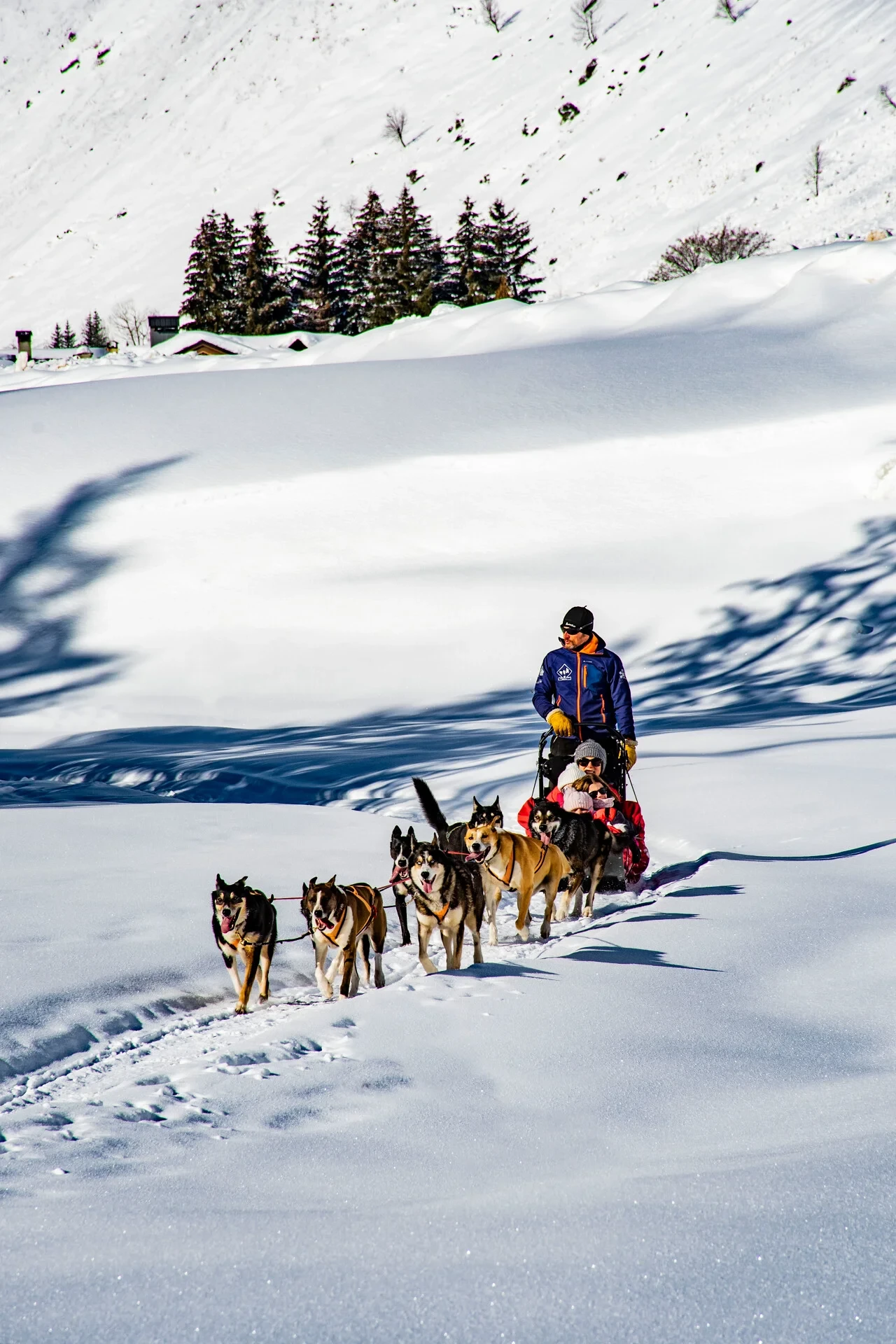 Traîneau à chiens sur neige en hiver